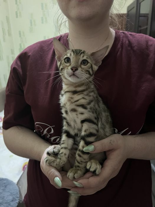 Котята Бенгальские