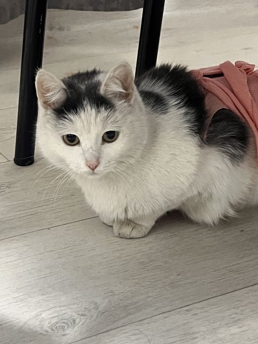 кошечка нуждается в хозяевах
