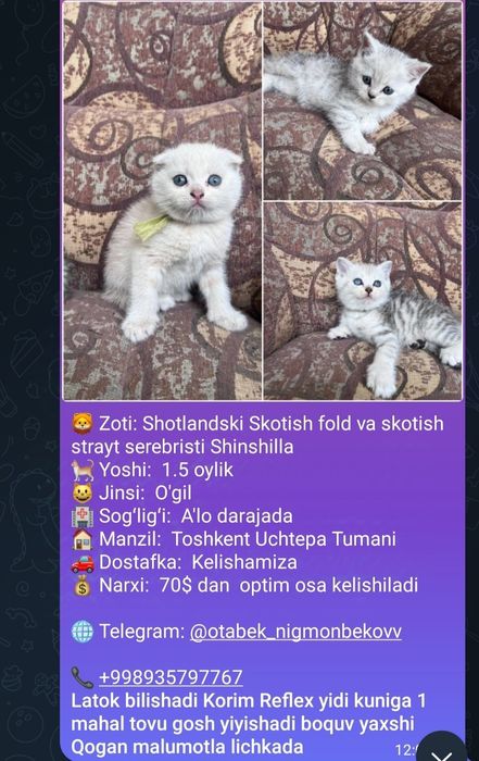 Кошка продаётся.