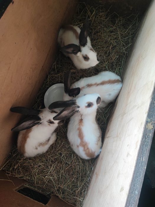 Vând iepuri Fluture German