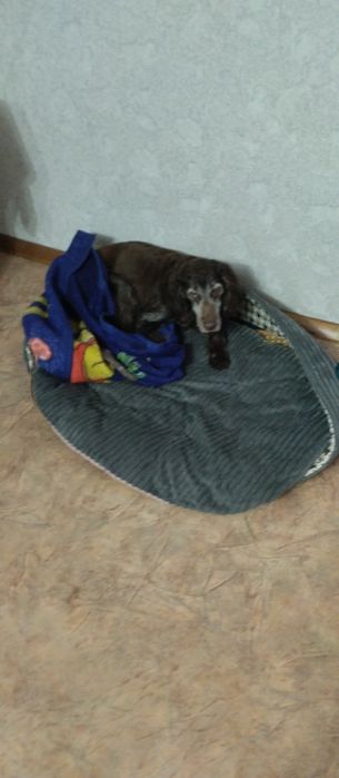 Кокер спаниельку