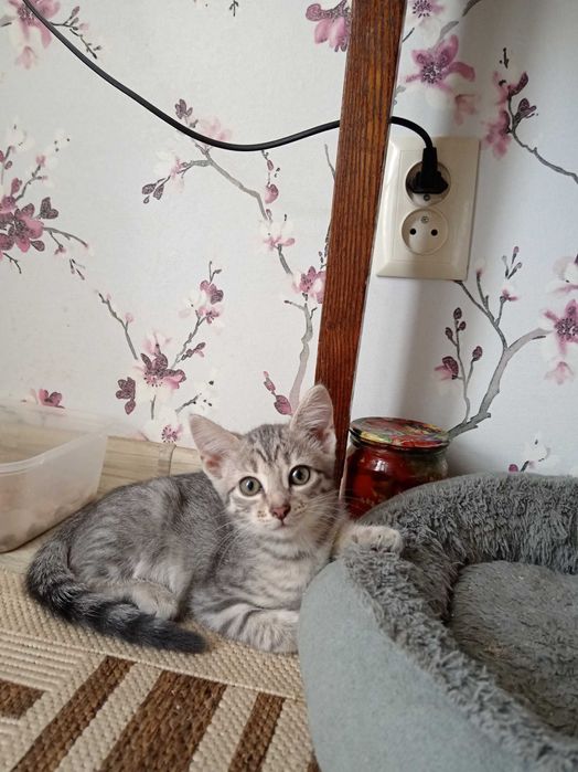 Котенок ищет дом.