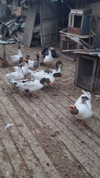 Гъски   и   пуйки