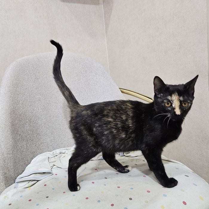 Нейти ищет любящий дом! Ташкент!