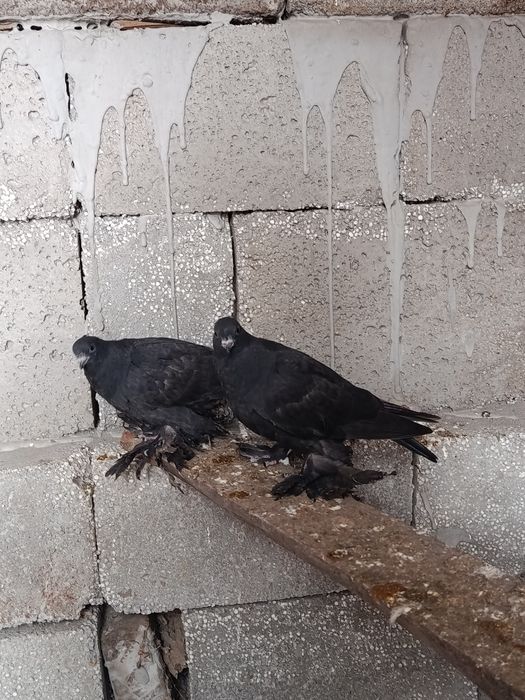 Черные жуки , пискуны