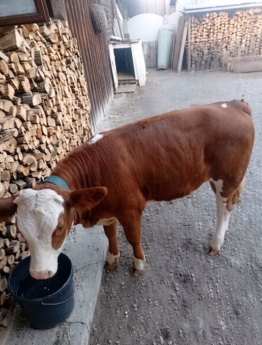 Vițică de vânzare prețul la telefon.