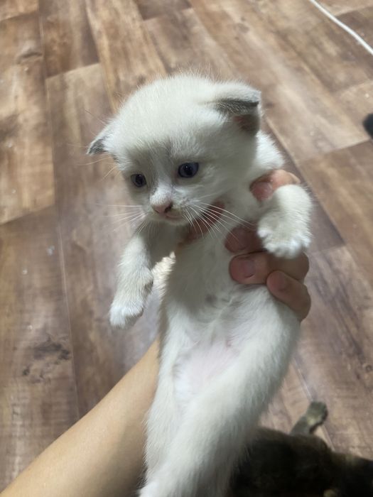Котята веслоухие