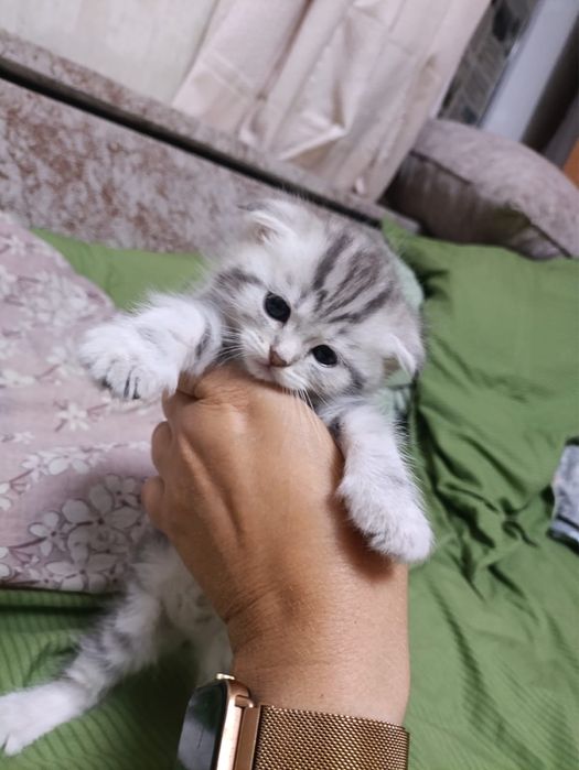 Котята шотландские фолдики