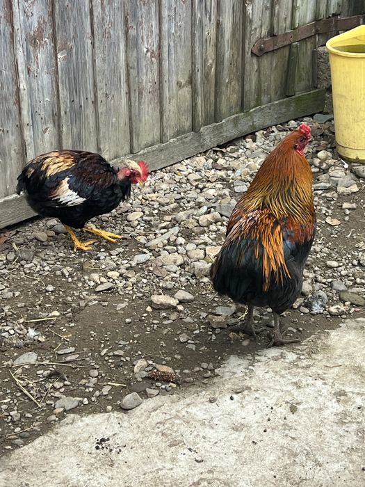 Vand cocodi si ratoi diferite rase