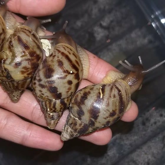 Әдемі аяқтар, шұлықтар, секс