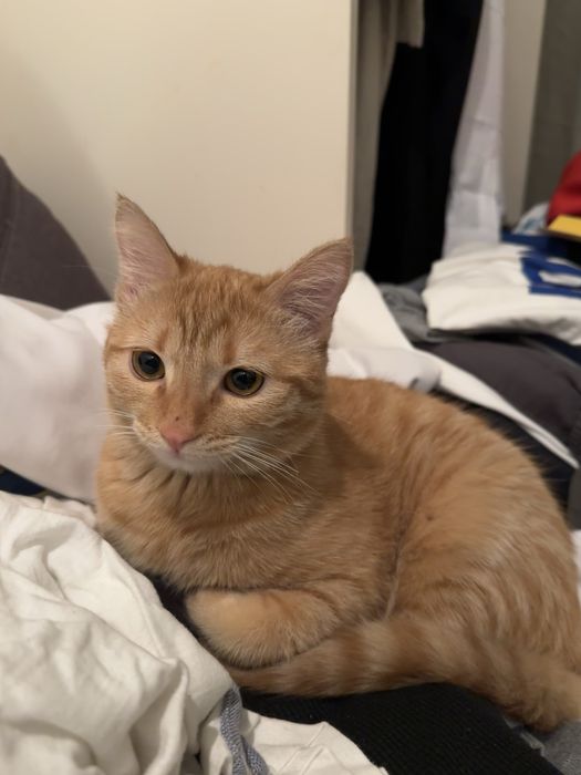 Отдам кота в добрые руки