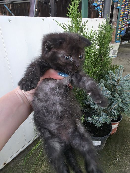 Котята в добрые руки Кушают сами