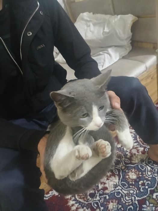 Mushuk 200 ming som berib yuboraman 500 minga olgandm