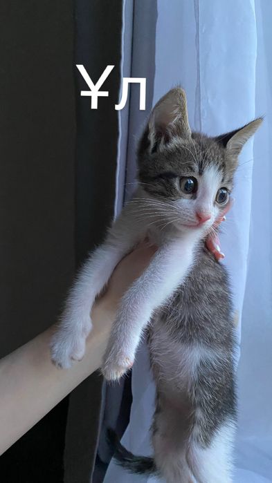 Бесплатно в добрые руки