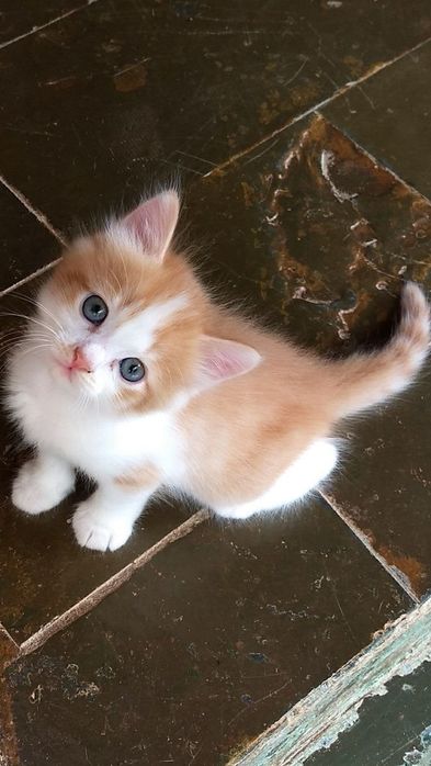Отдам бесплатно котят