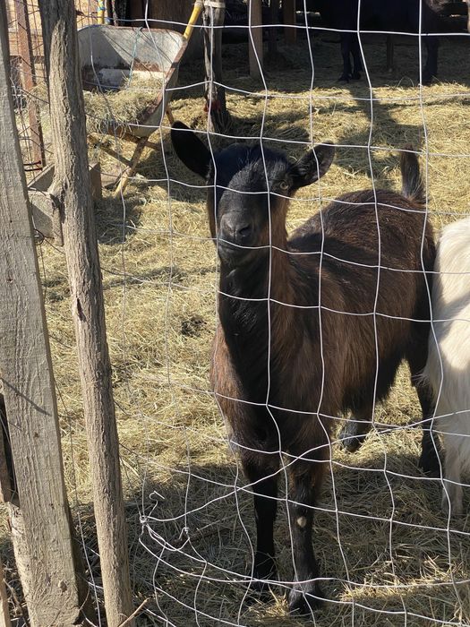 Capra alpina francez