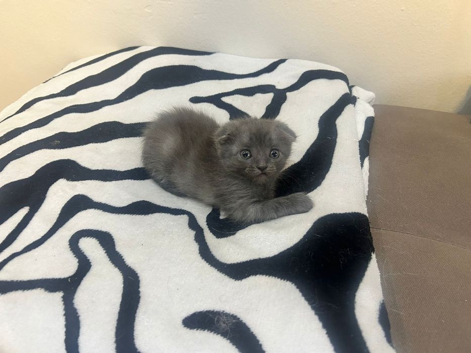 Продам Шатланского Котёнка