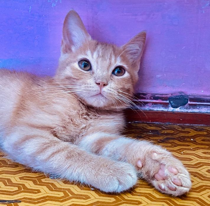 Котята 4 месяца . Два мальчика отдадим в хорошую добрую семью .