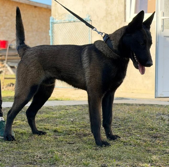 Malinois de vânzare