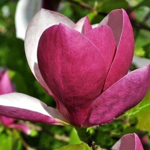 Магнолия Рустика Рубра