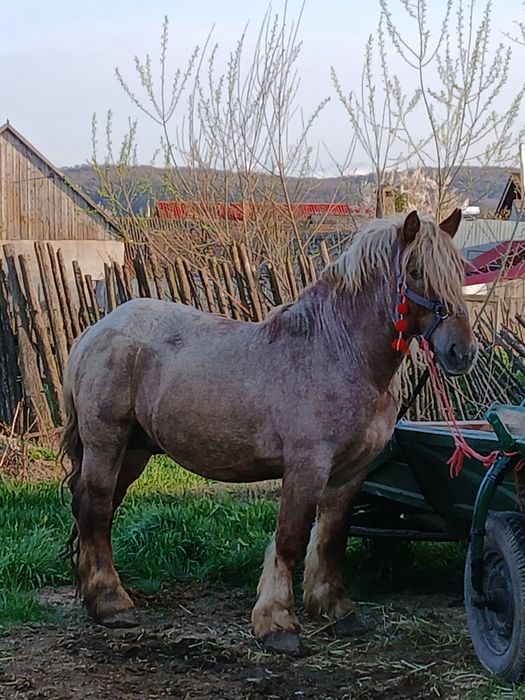 Vând hărmasar  semi greu
