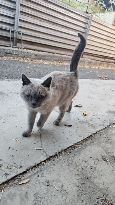 Отдам сиамскую кошку