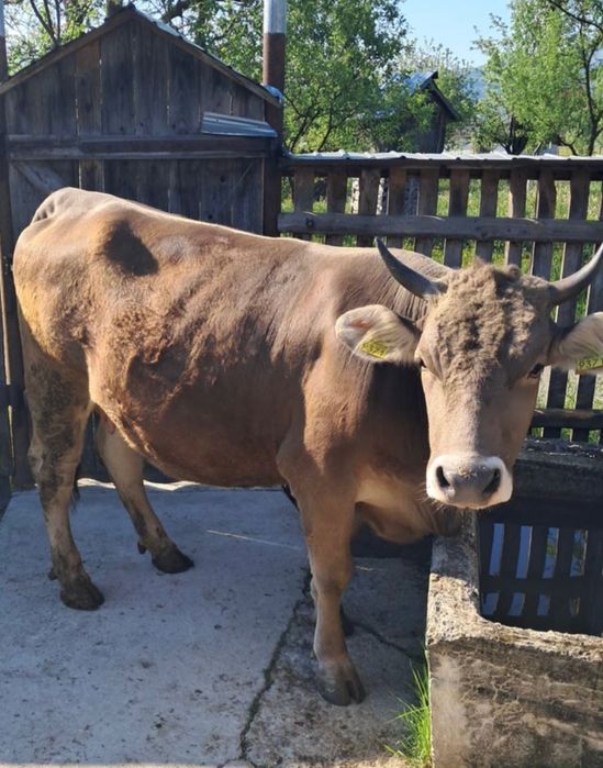 Vaca de vânzare