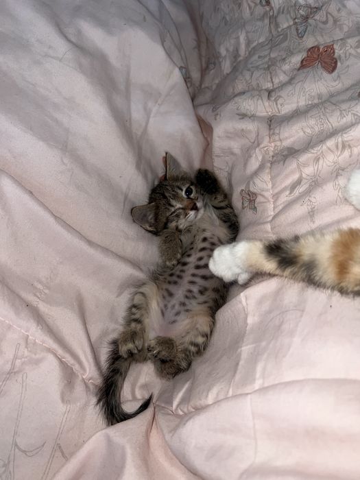 Котенок в добрые руки