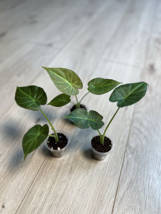 Детки алоказий разные