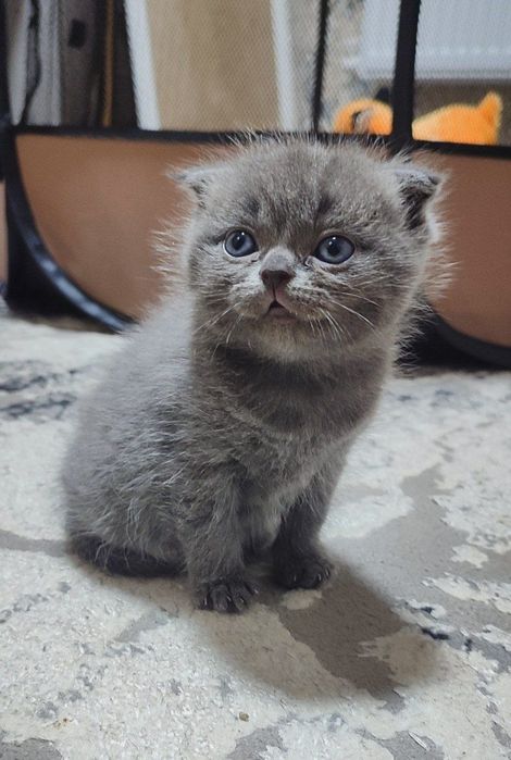 Zotli toza qon mushukchalar