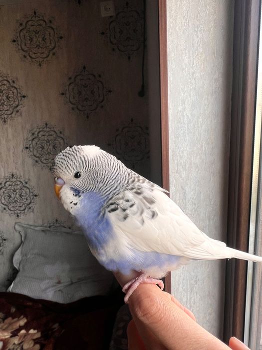 Valnistiy papugay Totiqush Волнистый чех подчех