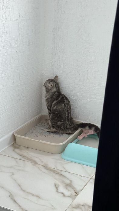 Отдам даром шотландскую кошку
