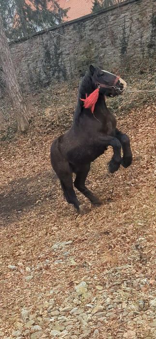 De vânzare manz de 1.8 luni