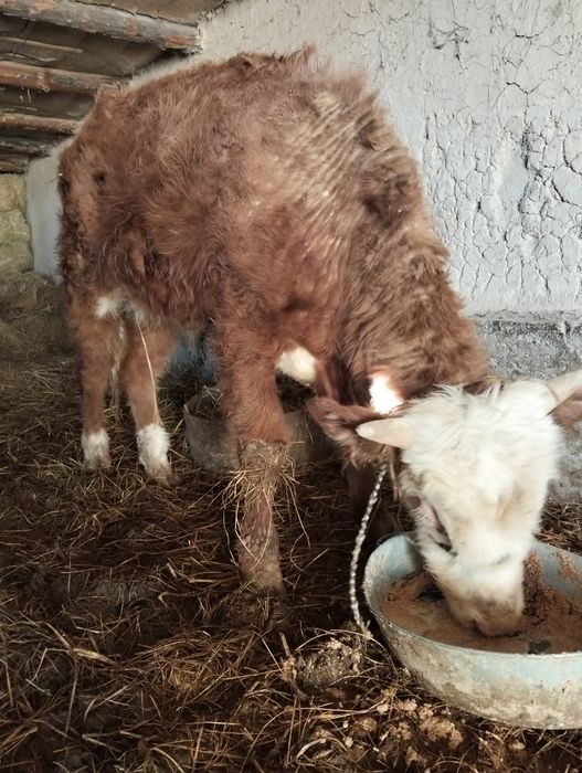 Огиздер Бука лар сатылады