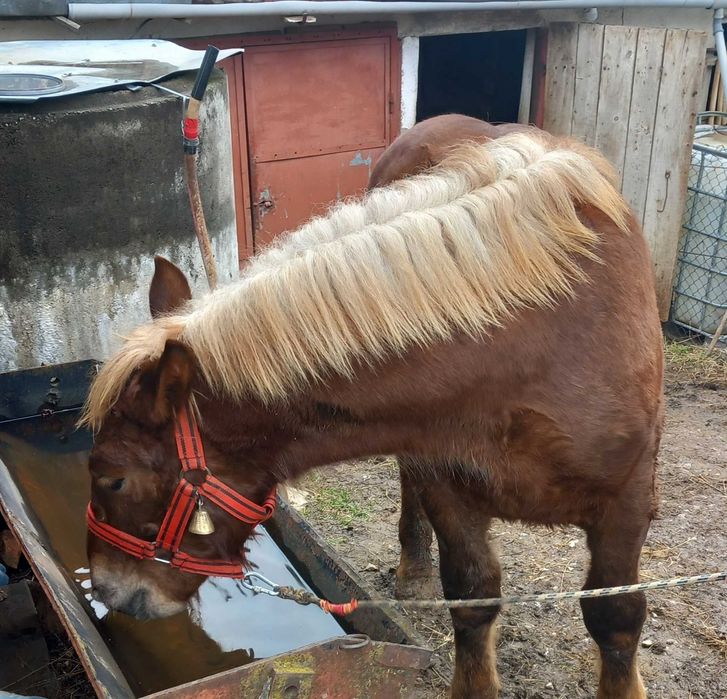 De vanzare manz de 10 luni din armasar Fitero