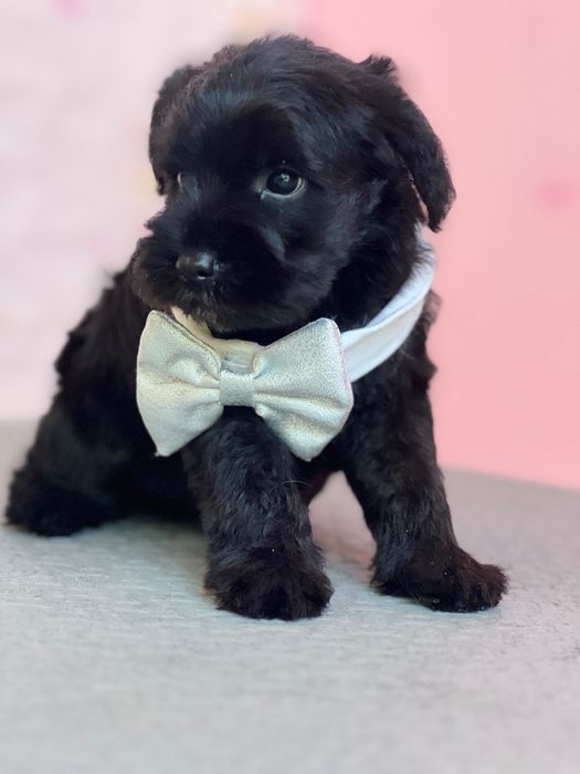 Малки цвергшнауцери търсят своя дом