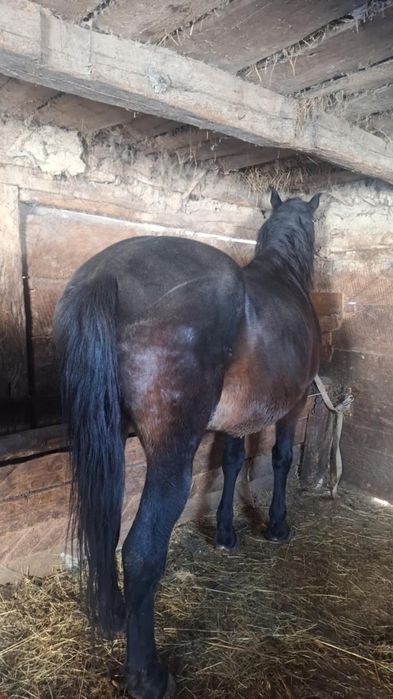 De vânzare  cal  cuminte