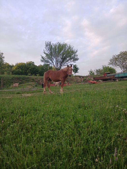 Manz  de 11 luni  vanzare
