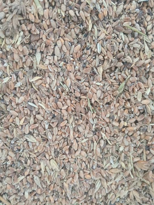 Зерно отходы  пшеничные