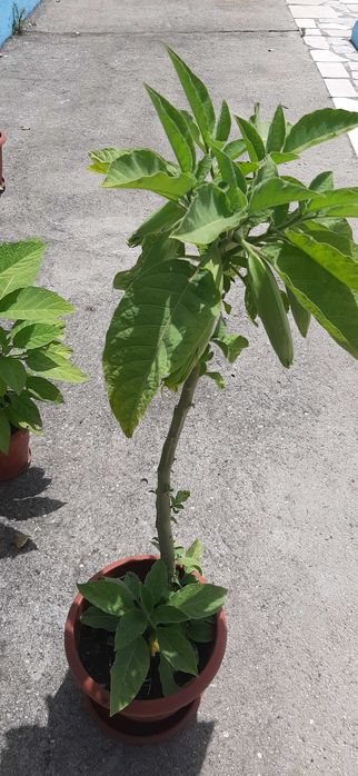 Бругманзия-Ангелски тромпет, в саксия.