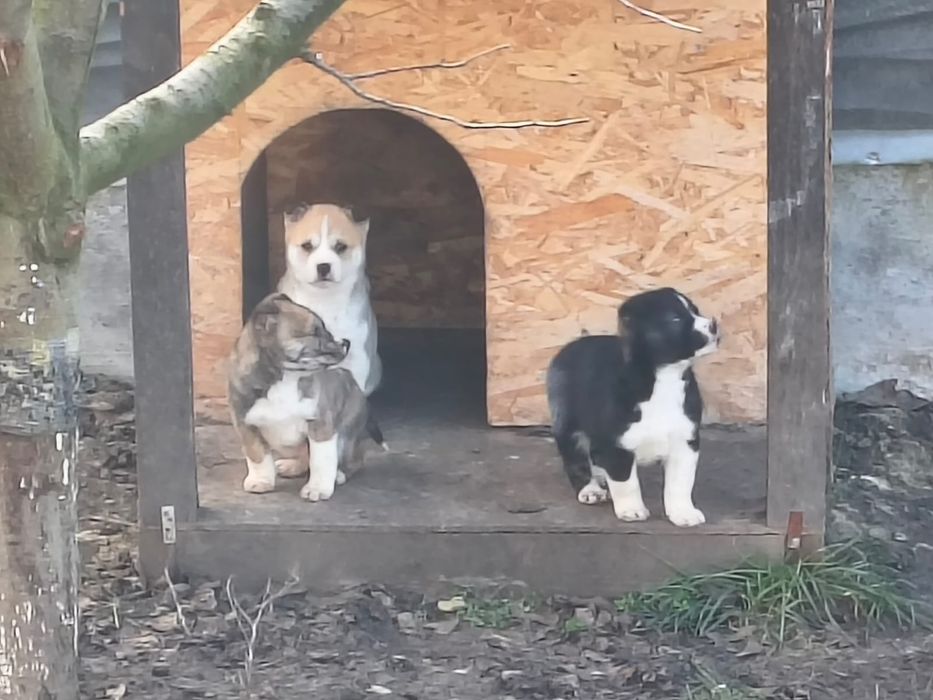 Donez catelusi metis Huski