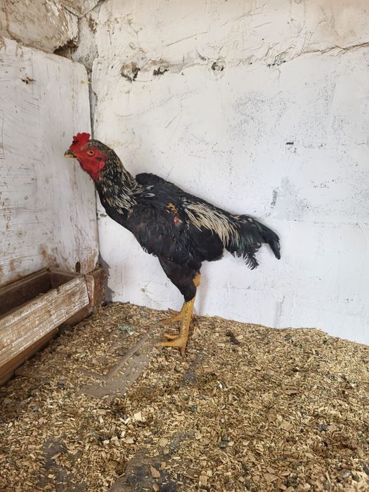 Сатамын дакан кораз шоже 27000