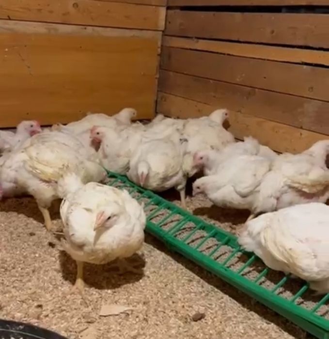 Vand pui  albi și rasă mixta