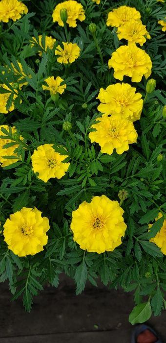 Продам петунию оптом