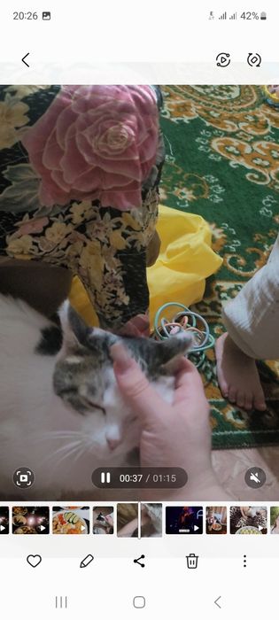 В добрые руки кошечка