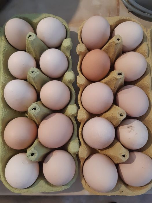 Ouă de găină pentru consum sau clocituare