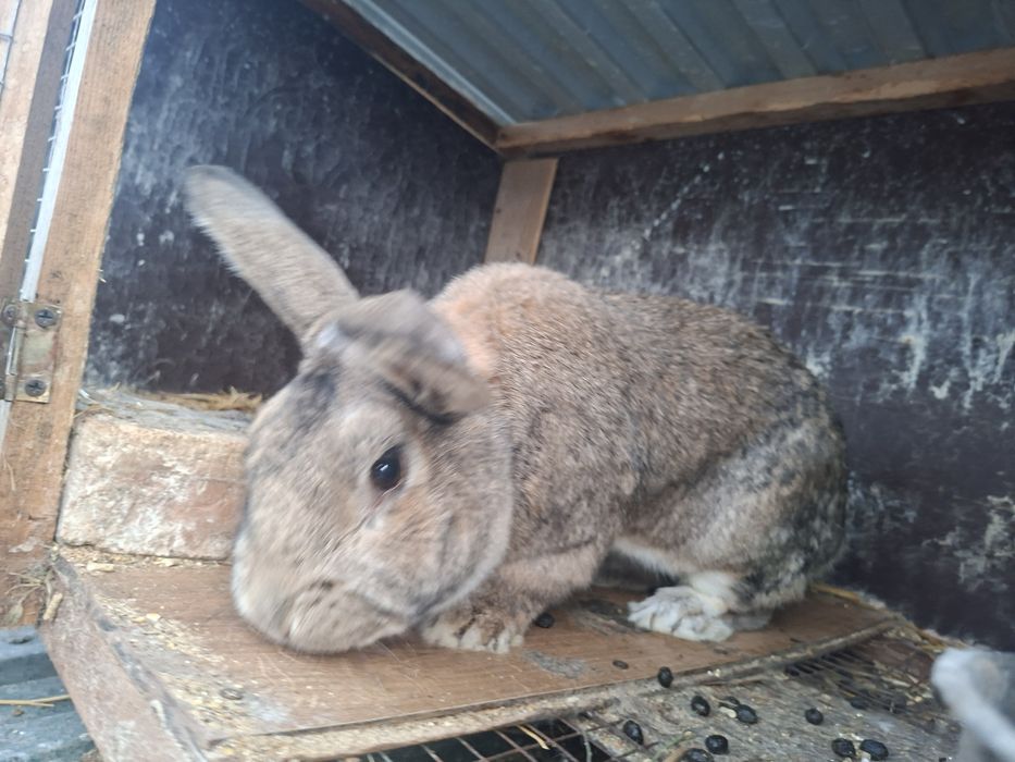 Еркек қоян сатамын.