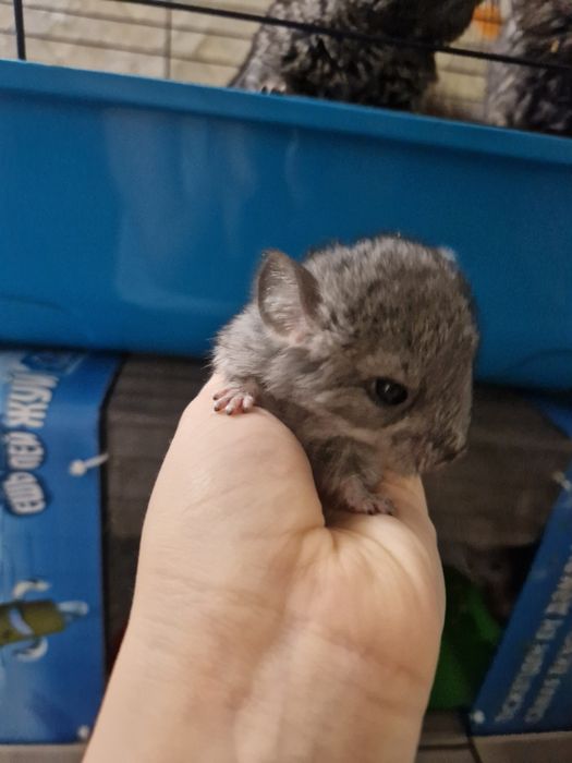 Шиншиллы малыши.