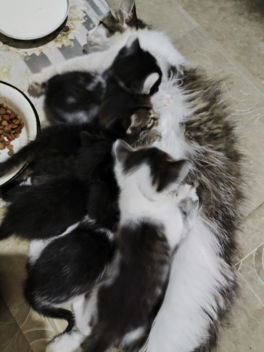 Отдам котят в добрые руки