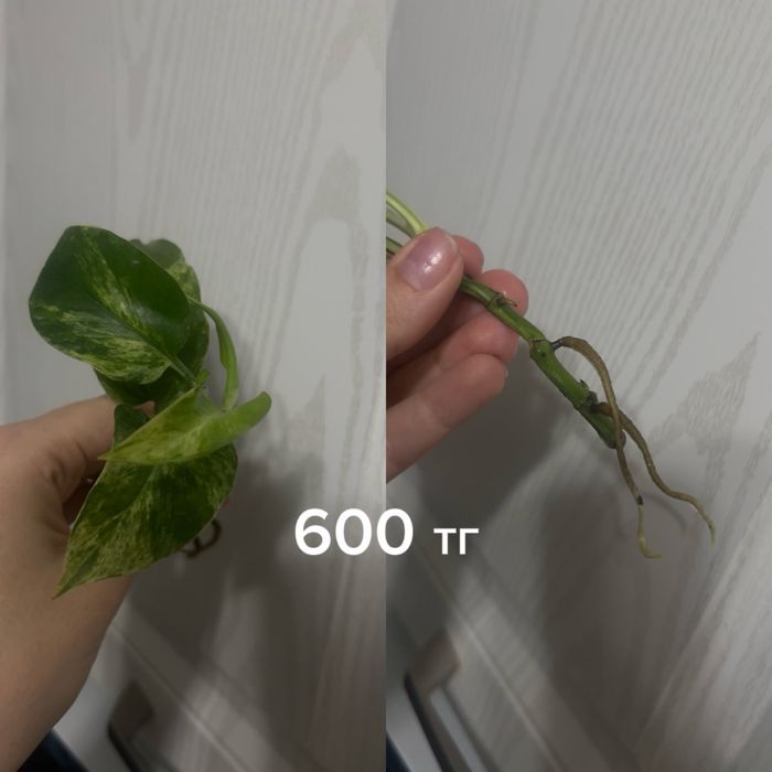 Разные отростки цветов